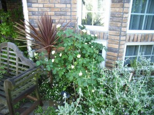 RIMG0026_1024