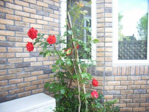 RIMG0027_1024
