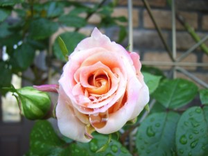 RIMG0034_1024