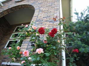 RIMG0035_1024