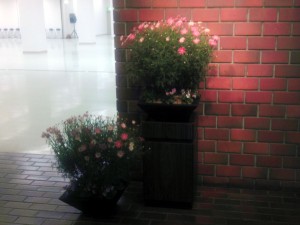 チューリップ01_写真