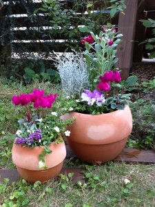 赤い花の鉢植え_写真